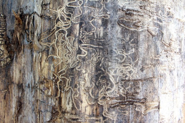 fini les problèmes de termites qui rongent le bois